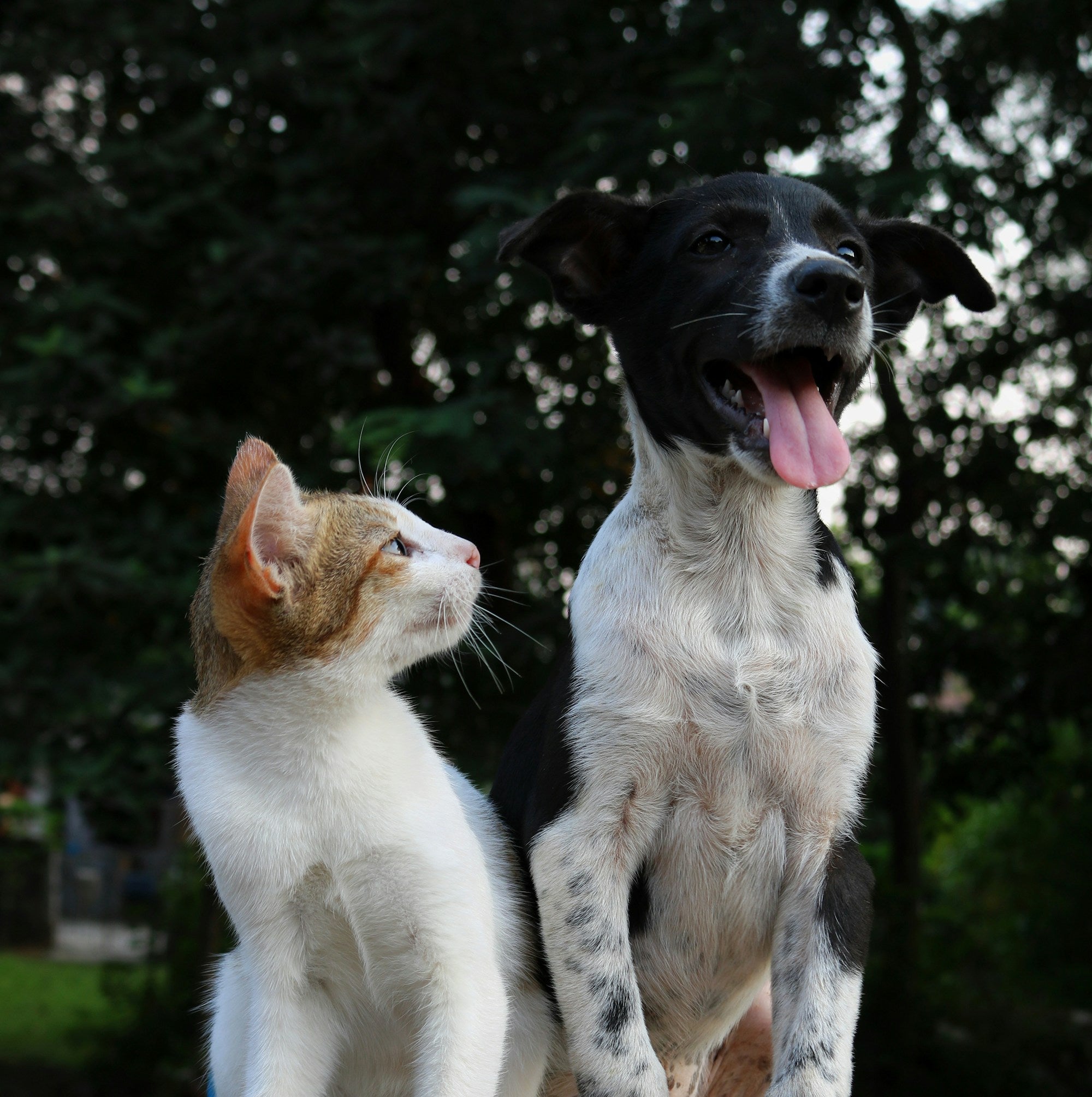 Chien et chat ensemble