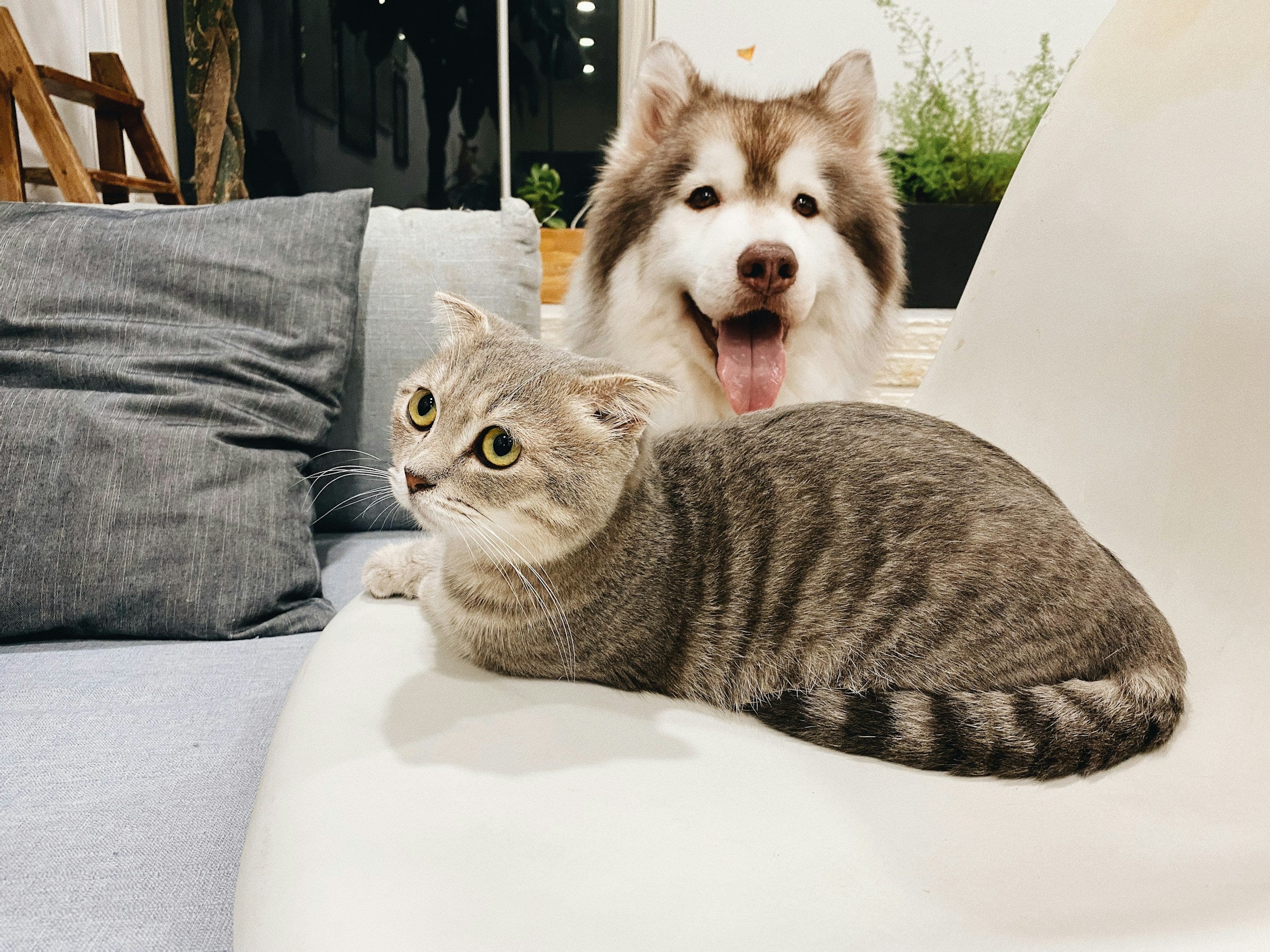 Chat et chien cote a cote